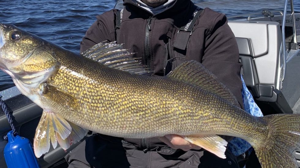 Fall Walleye Fishing In Green Bay Green Bay Trophy Fishing