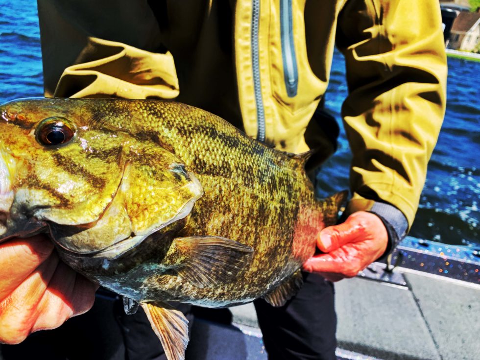 Smallmouth Bass Green Bay Trophy Fishing