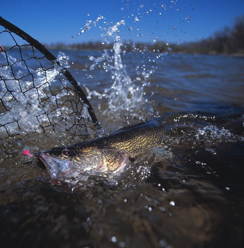 Walleye - Green Bay Trophy Fishing