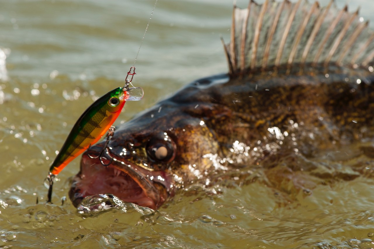 3 Best Spring Walleye Lures on Green Bay