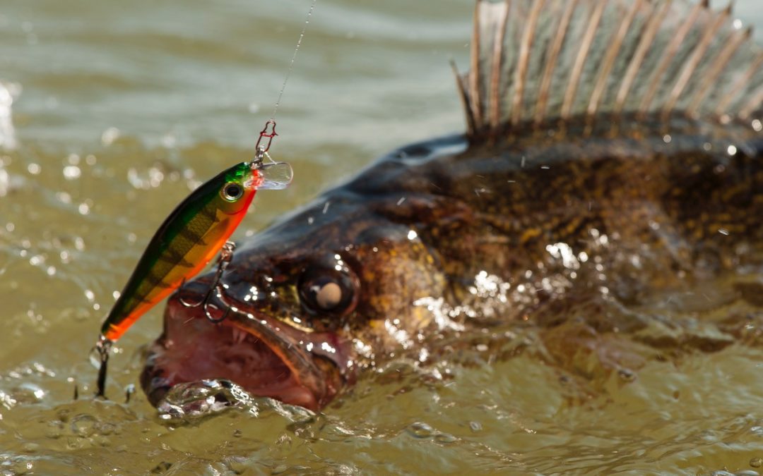 The Best Baits For Freshwater Fishing