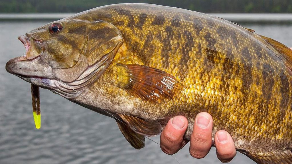 fishing planet trophy largemouth bass missouri