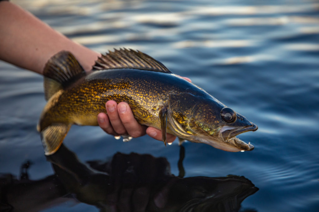 Best Walleye Fishing, Wisconsin Green Bay Walleye Guide