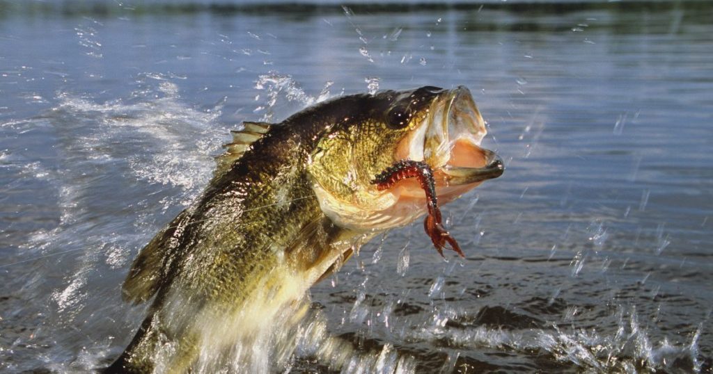 Top 6 Smallmouth Bass Baits