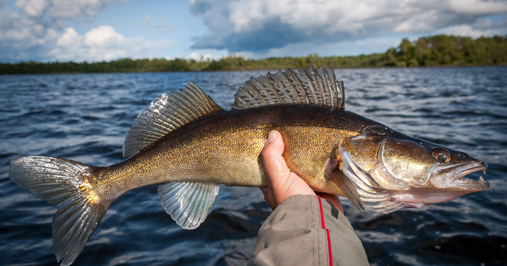 🇨🇦 Happy Walleye Wednesday 🇨🇦 ⭐️ Bait Fuel ⭐️ reminding us all to  #FuelYourBait this #WalleyeOpener. ➡️