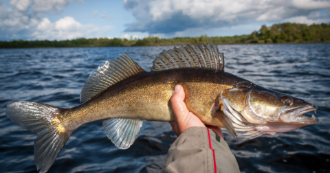 Best Bait For Walleye | Green Bay Trophy Fishing