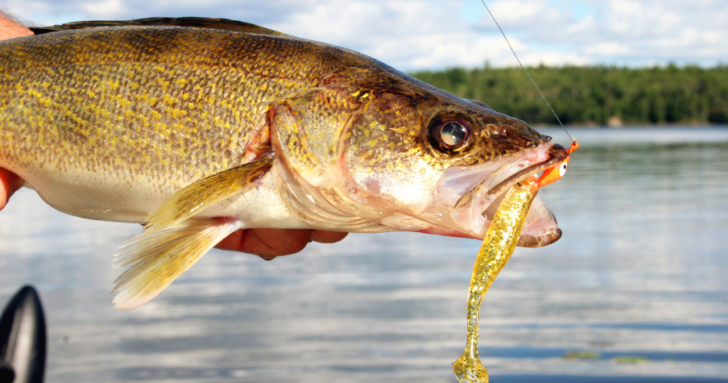 Walleye Wacker Bladed Minnow Harness Spinner Rig