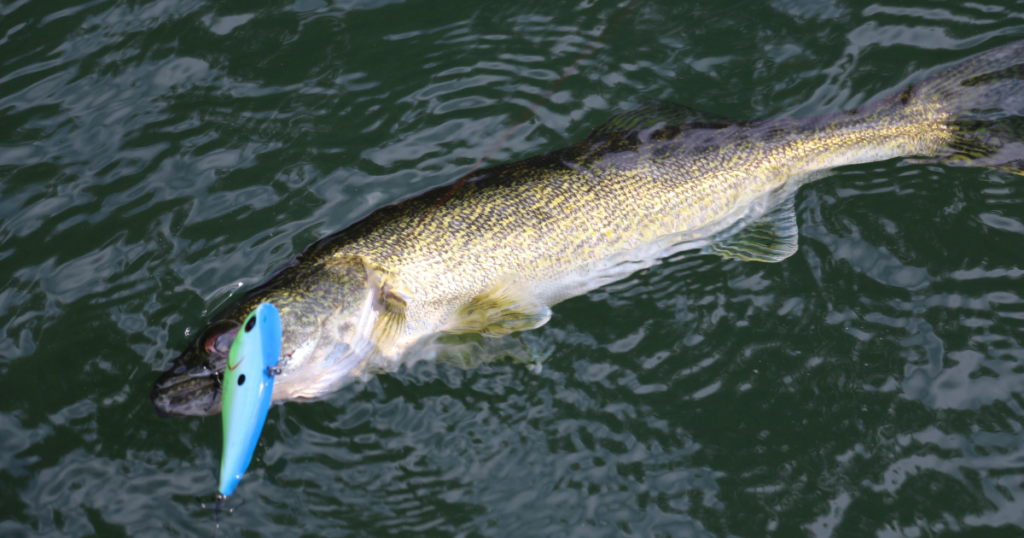 Trolling tip one of best Walleye lures ever, Canadian shield lakes, 