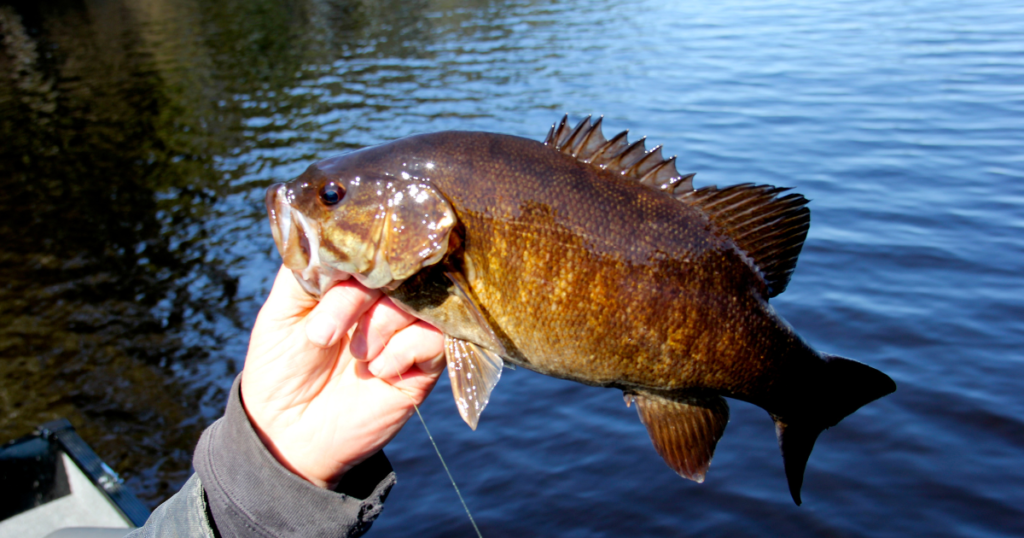 Catching BIG Smallmouth on Blade Baits! 