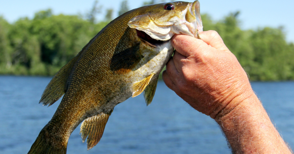 Best Lures To Use For Smallmouth Bass - Green Bay Trophy Fishing