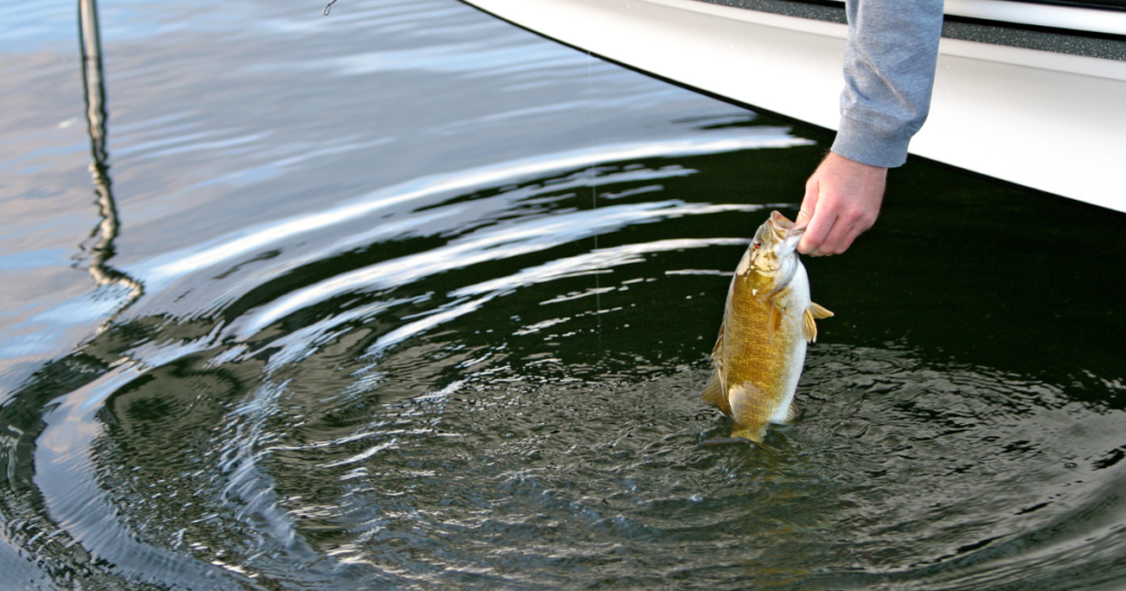 Best Lures To Use For Smallmouth Bass - Green Bay Trophy Fishing