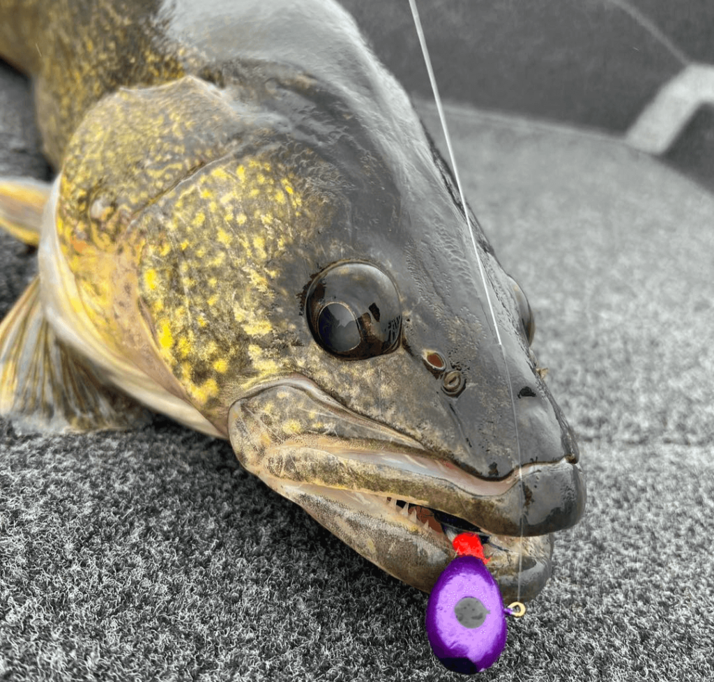 Walleye Jigs For Epic Walleye Fishing - Green Bay Trophy Fishing