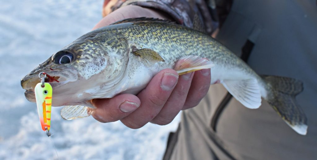 Ice Fishing Early Winter Walleyes: Jigging Spoon Tips - Wired2Fish